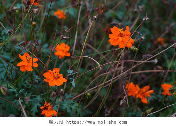 黄秋英波斯菊花园橙色花卉盛开摄影背景图片